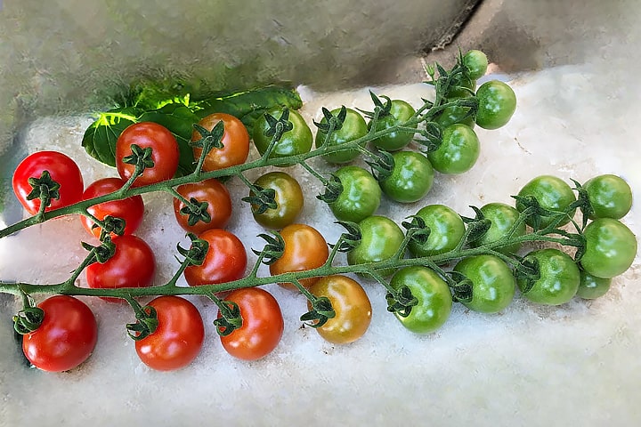 タントレッタのイメージ画像