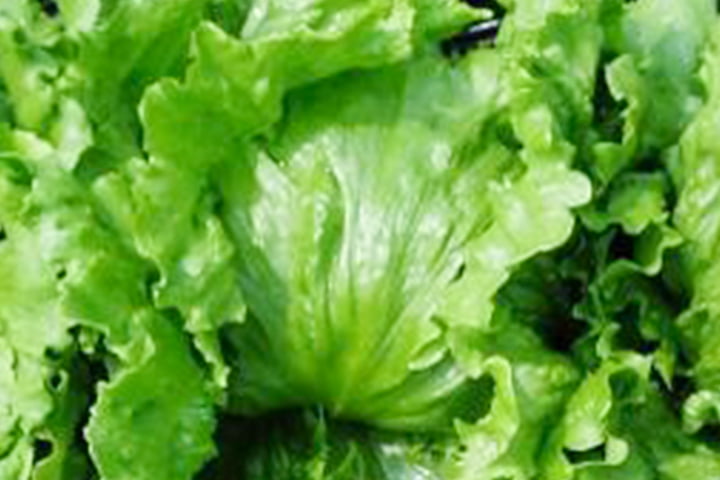 YLL721のイメージ画像