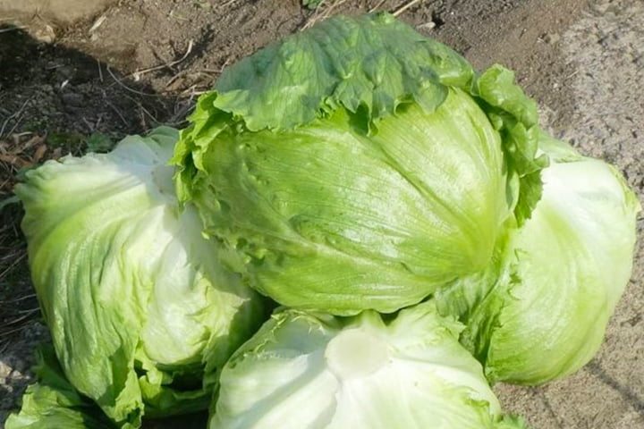 モデナ（YLL305）のイメージ画像