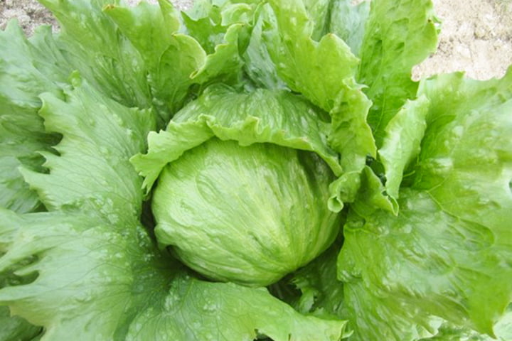 オーウェン（YLL900）のイメージ画像