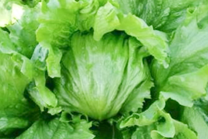 アダムス（YLL672）のイメージ画像