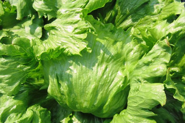 ブロディ（YLL673）のイメージ画像