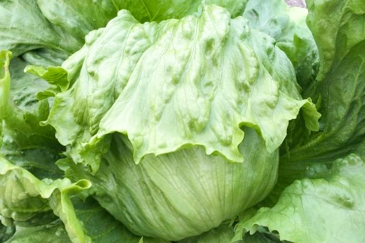 ホーガン（M566）のイメージ画像