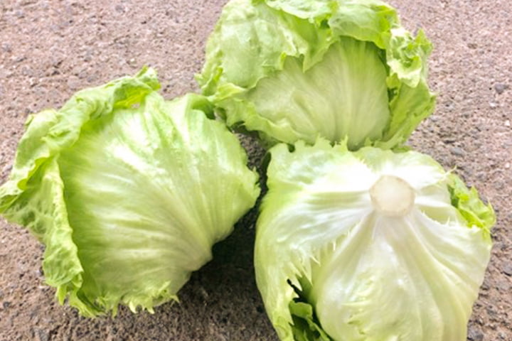 レスナー（YLL233）のイメージ画像