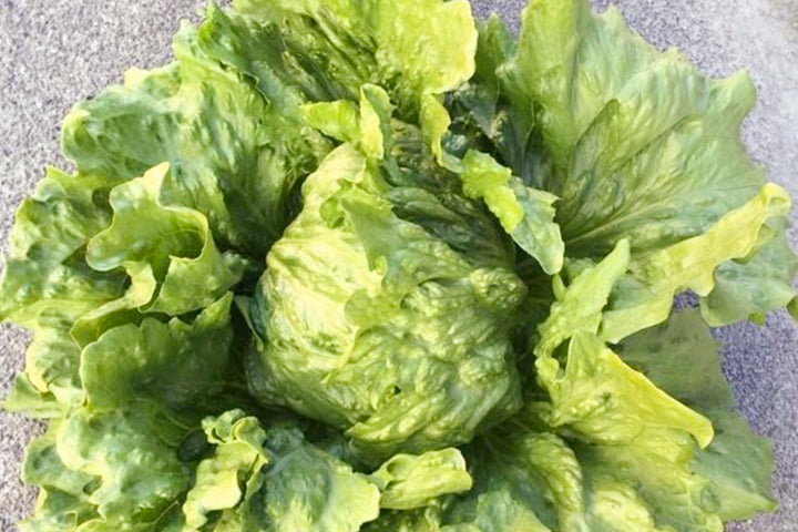 フィガロ（YLL243）のイメージ画像