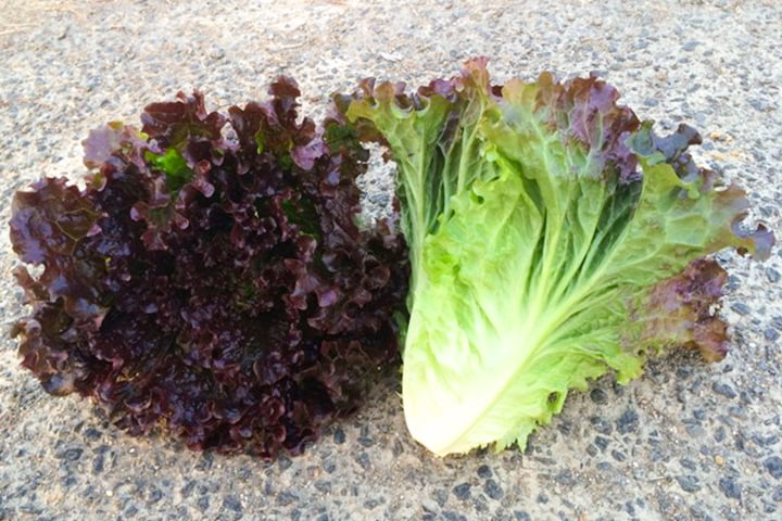 ディープパープル（YLS781）のイメージ画像