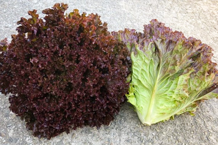 晩抽ディープパープル（M812）のイメージ画像