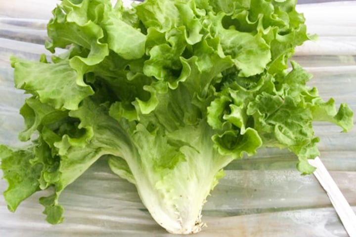 グリーンステージ（YLG790）のイメージ画像