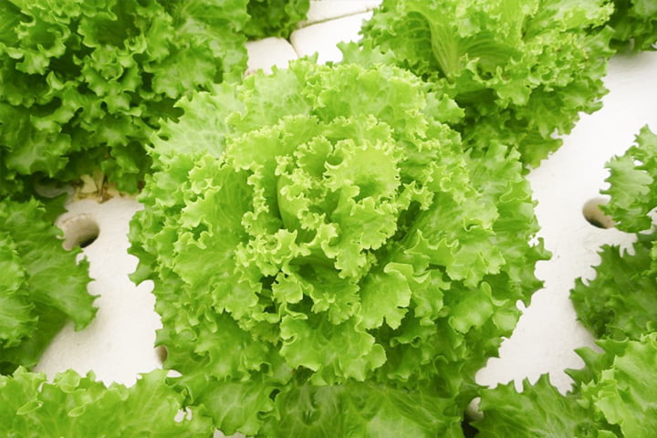 グリーンセイバー（YLBG013）のイメージ画像