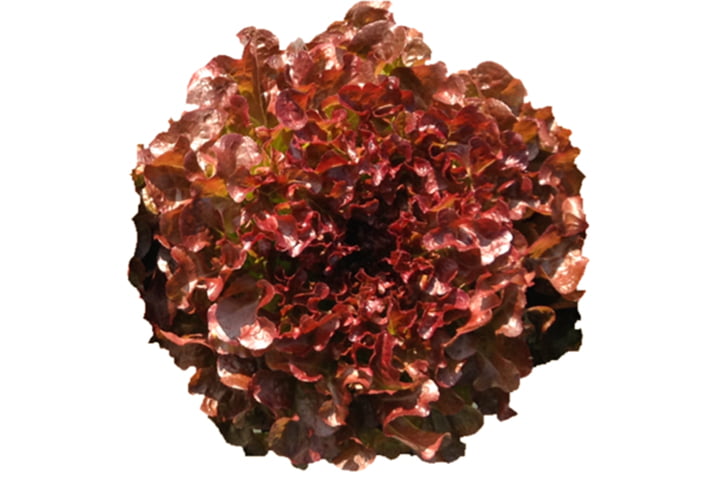 オーククイーン（YLOR786）のイメージ画像