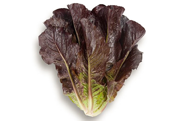 プリンセスシーザー（YLCR231）のイメージ画像