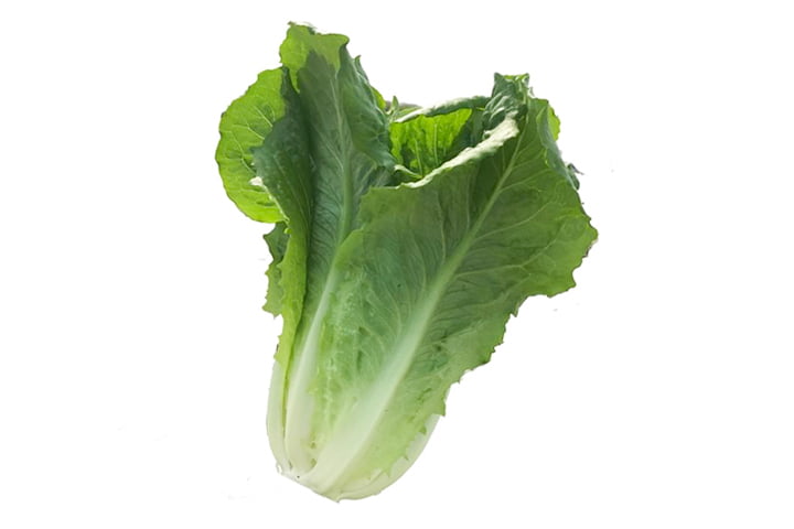 シーザーキング（YLC364）のイメージ画像