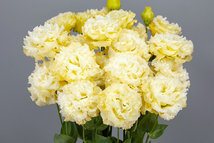 セレブ3型イエロー