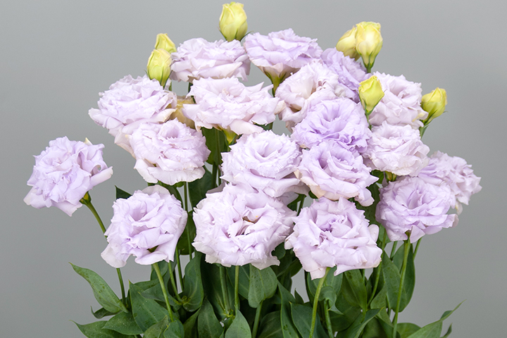 エレガンスペールラベンダー