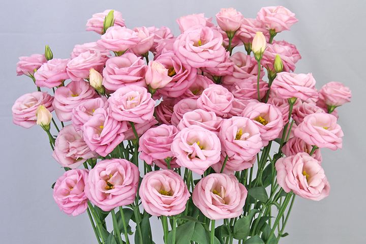 ラフールライトピンク