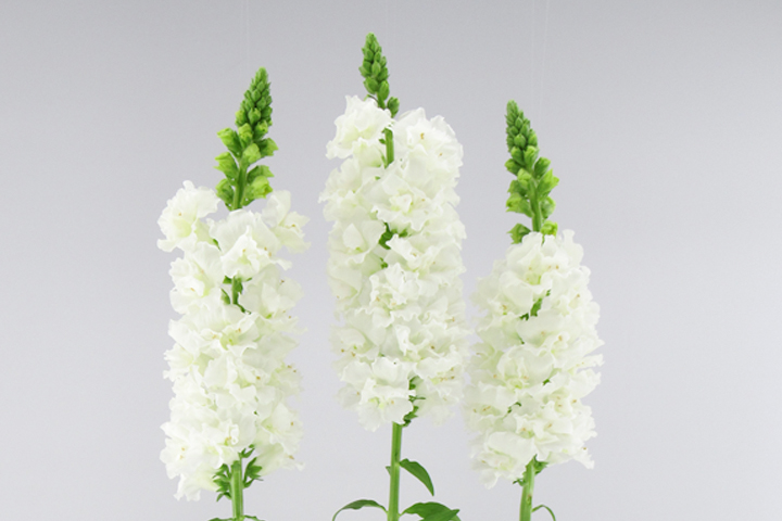 シルリアホワイトのイメージ画像