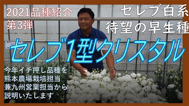 リシアンサスweb展示会第3弾　今年イチ押し　セレブ1型クリスタル