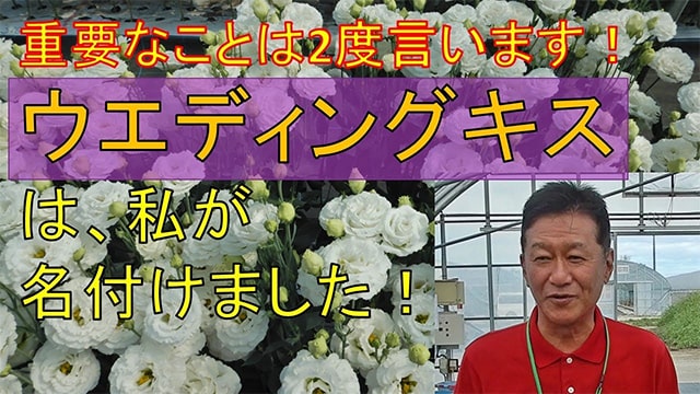 用途の広い白小中輪フリル八重「ウエディングキス」