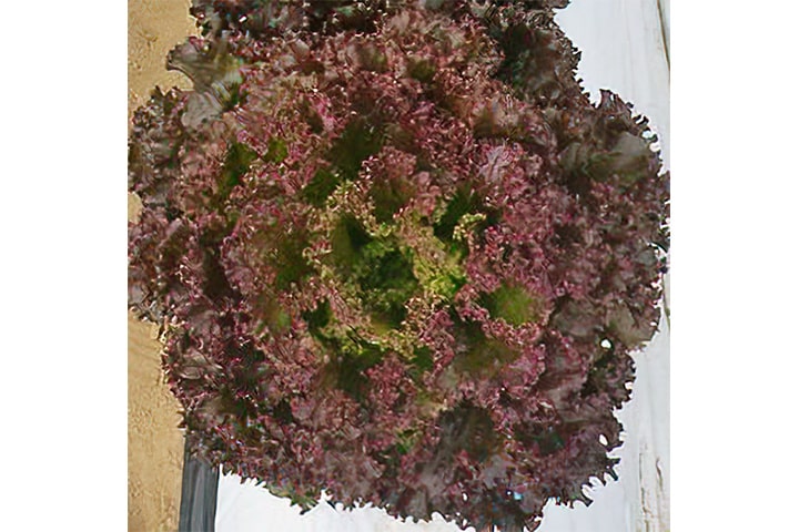 レッドセイバー（YLBR783）のイメージ画像