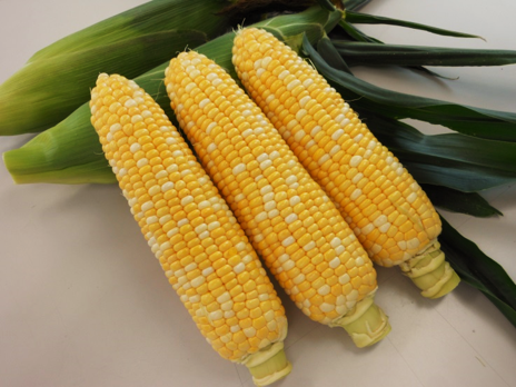 スターダストの画像