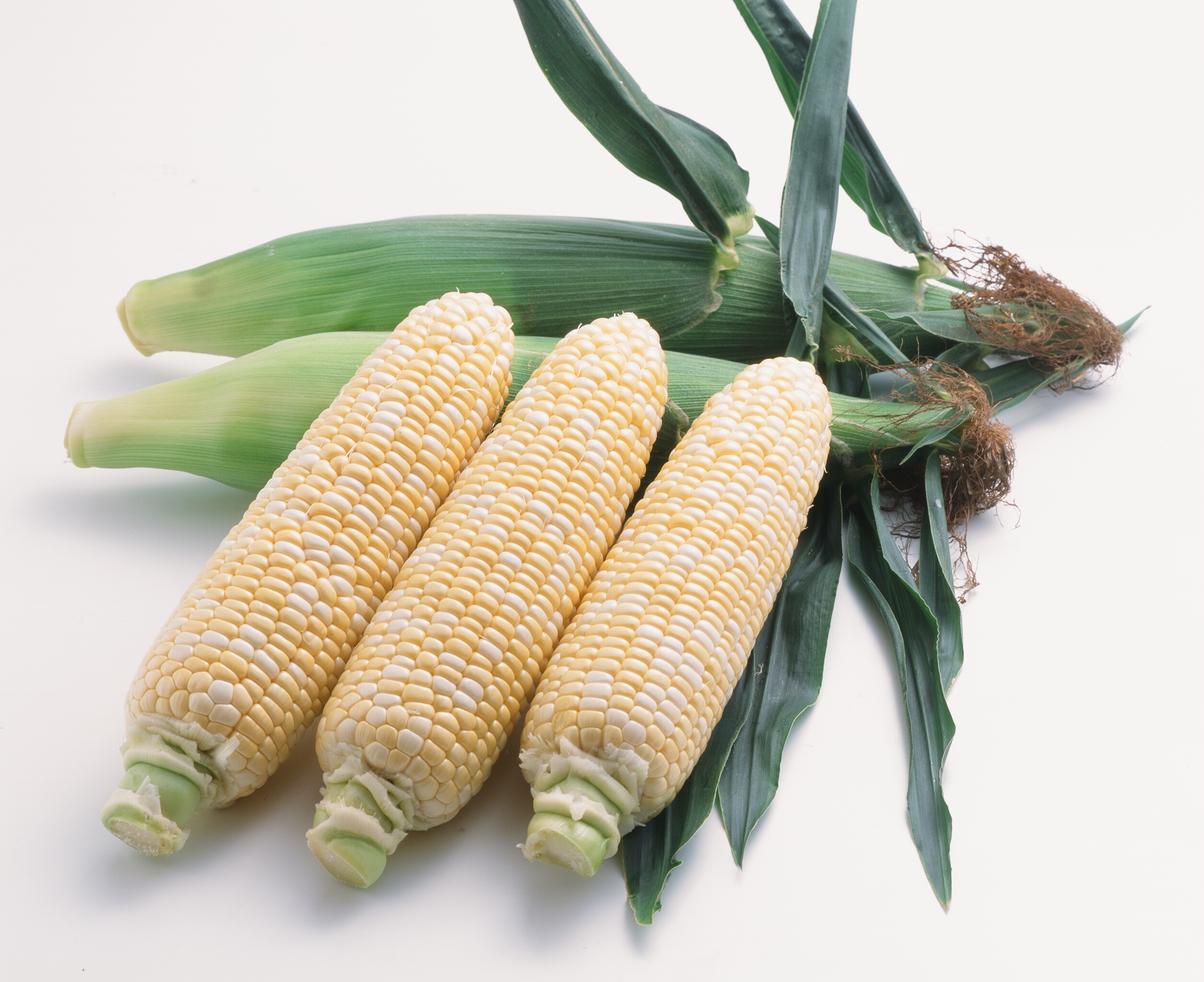 甘穫娘（カントリー娘）の画像