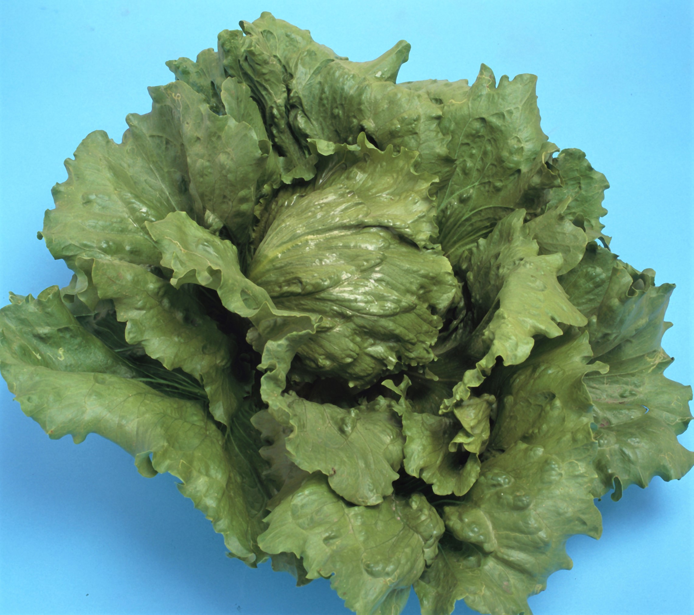 アスレのイメージ画像