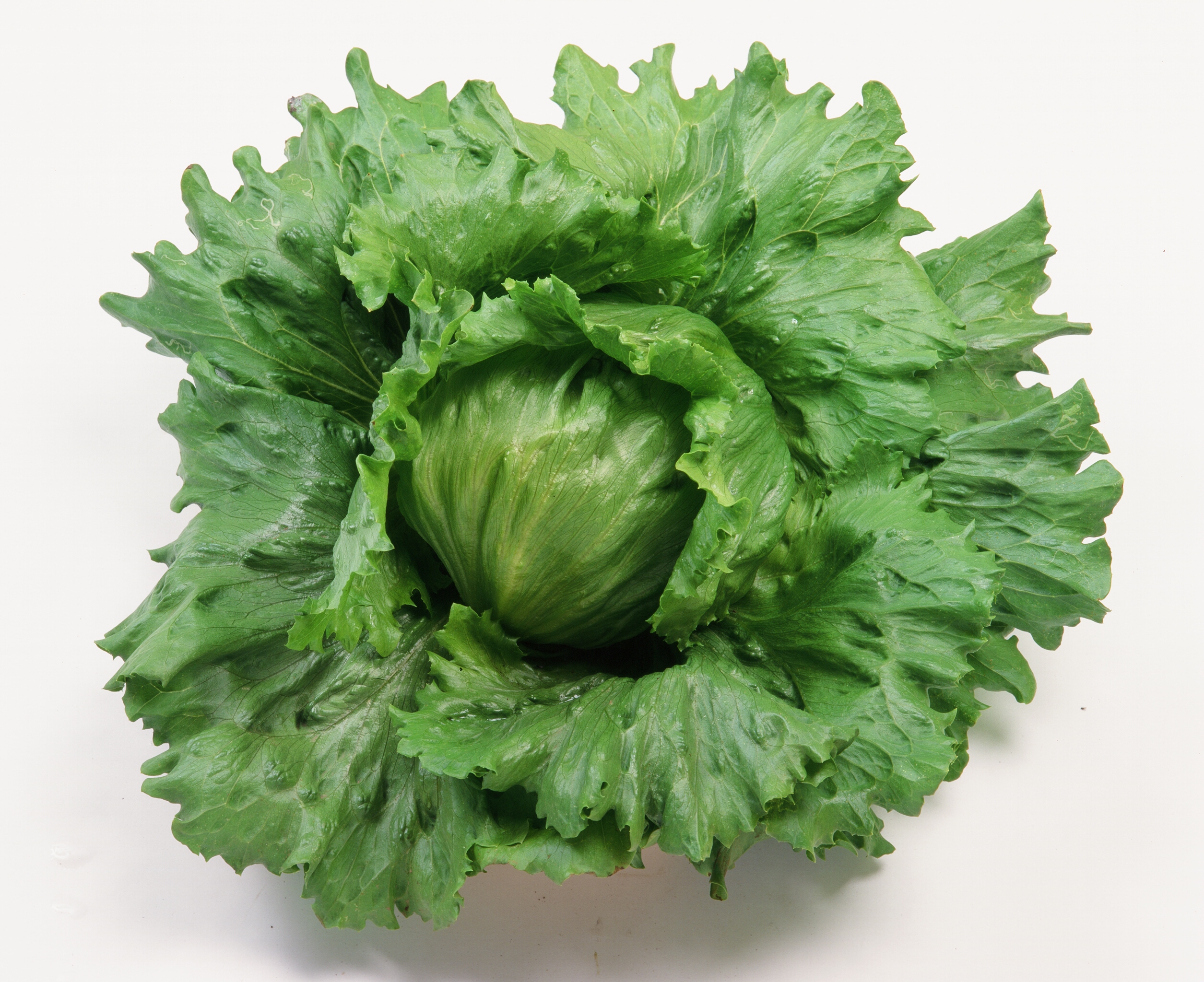 マイヤーのイメージ画像