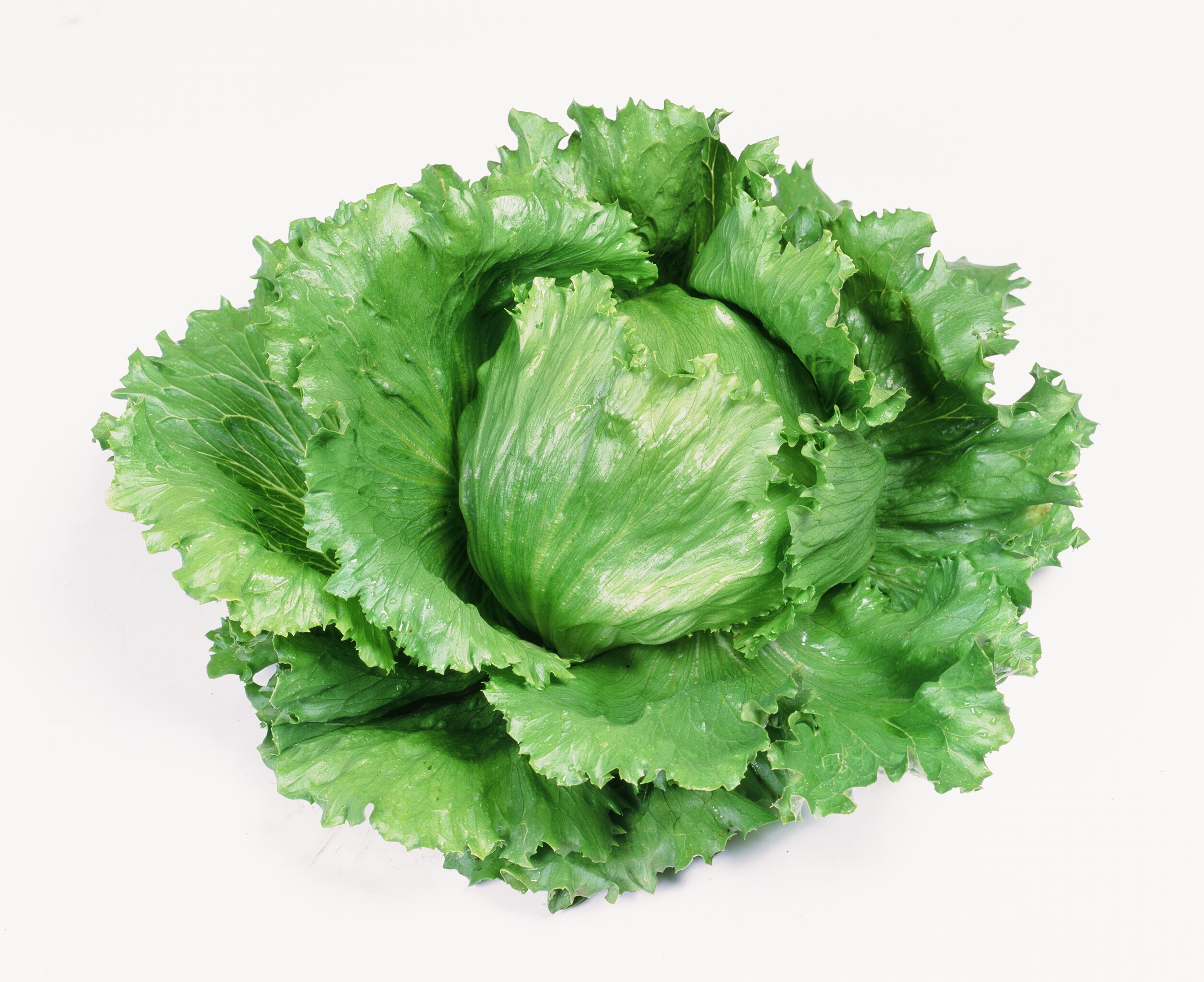 ハイダーのイメージ画像